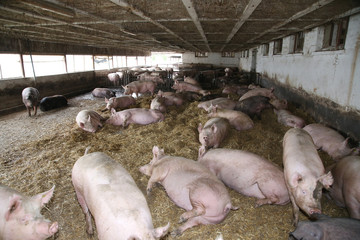 Mighty pig sows laying or sleeping in a straw filled enclosure
