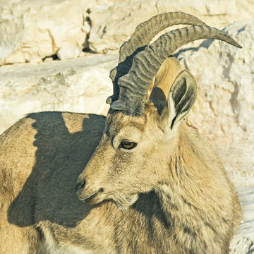 Ibex in Mitzpe Ramon, Israel