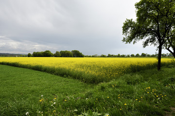 Obraz premium Bluehendes Rapsfeld im Sommer, Flowering rape field in summer