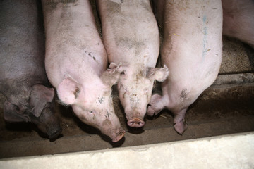  Above photo of mighty pig sows in the barn