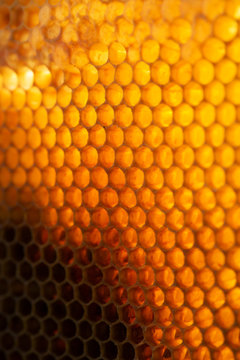 Sunlight on Honeycomb