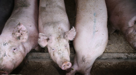 Close up photo of hungry pink colored huge pig sows © acceptfoto