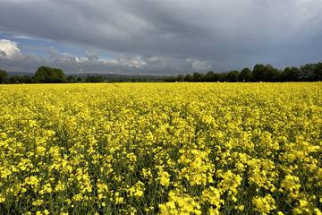 Obraz premium Bluehendes Rapsfeld im Sommer, Flowering rape field in summer