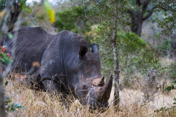 White Rhino grazing in bush