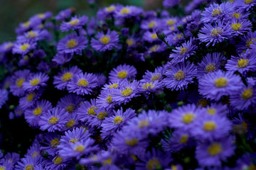 blue violett flowers in the english garden in munich