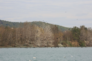 A large number of migratory birds perched on the trees in winter.