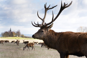 Herd of deer with church in background, sunny autumn day, Czech Republic