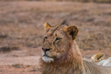 Young male lion in profile