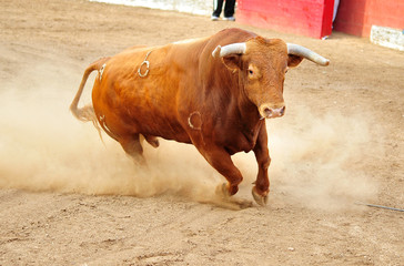 bull