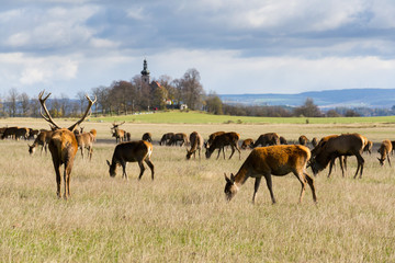 Naklejka na ściany i meble Herd of deer with church in background, sunny autumn day, Czech Republic