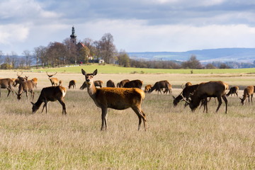 Herd of deer with church in background, sunny autumn day, Czech Republic