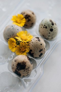 Quail eggs and little yellow flowers in transparent plastic box