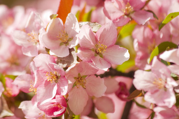 Obraz premium Beautiful spring nature background. Branches of fresh, pink, soft spring apple tree bloom in sunlight close up. Very shallow depth of field, horizontal composition.