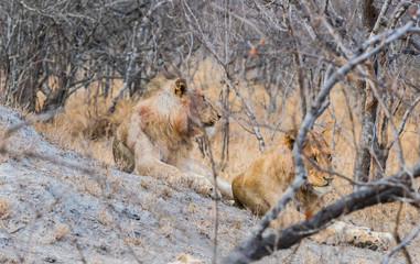 lions on termite hill South African bush