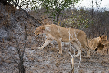 lion walking on termite hill
