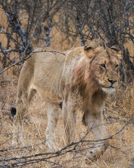 Young male lion emerging from bush