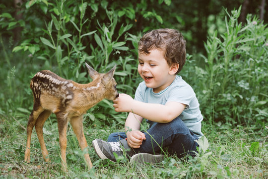 Little boy playing with fawn