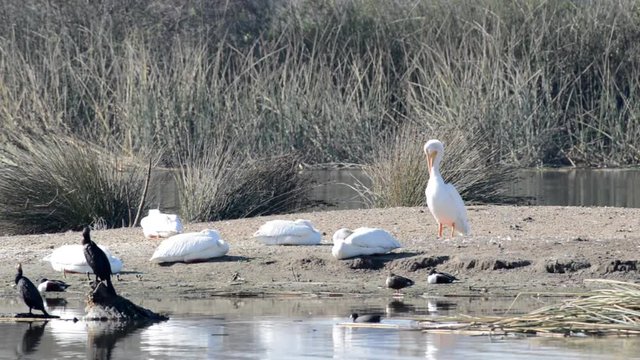 HD Video of a white pelican preening on the beach with other pelicans resting nearby. The American white pelican (Pelecanus erythrorhynchos) is a large aquatic soaring bird from the order Pelecaniform