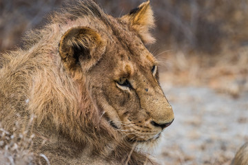 young male lion head shot in profile
