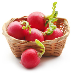 Fresh small radish