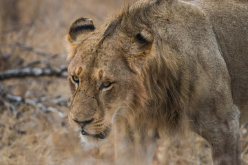 Young male lion close up