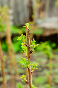 Raspberry bushes on early spring