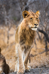Young male lion standing on termite mound