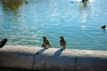 Three European Starlings lounge in the Grand Bassin Rond, the large round fountain in the Jardin des Tuilleries in Paris France