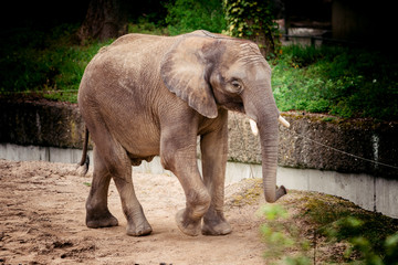 elephant baby. Beautiful  elephant