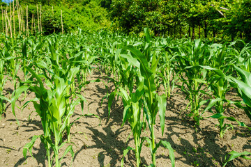 Fototapeta na wymiar Corn field. maize wheat field corn