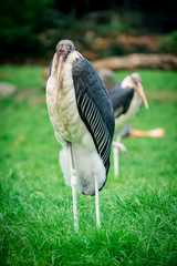 Marabou Stork. Leptoptilos crumeniferus