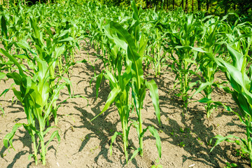 organic young corn field at agriculture field