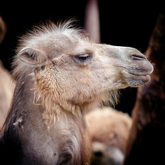 Portrait of camel. Camelus bactrianus