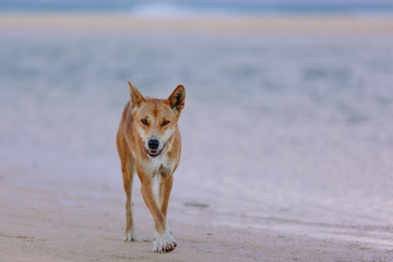Dingo on the beach in Great Sandy National Park, Fraser Island Waddy Point, QLD, Australia