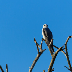 Mississippi Kite