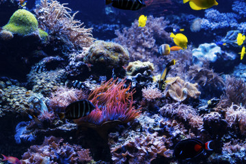 Fototapeta na wymiar underwater background. Underwater scene. Underwater world. Underwater life landscape