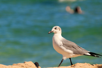 Sea Gull