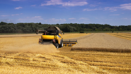 Combine harvester machine harvesting ripe wheat crops. Produce of wheat at farmland. 16:9 aspect ratio