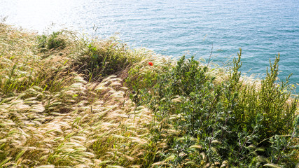 Obraz na płótnie Canvas grasses on edge of Cap Gris-Nez in France