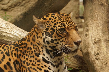ジャガー