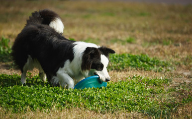 A Border collie on the lawn
