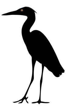 recommend clip art: vector image of heron