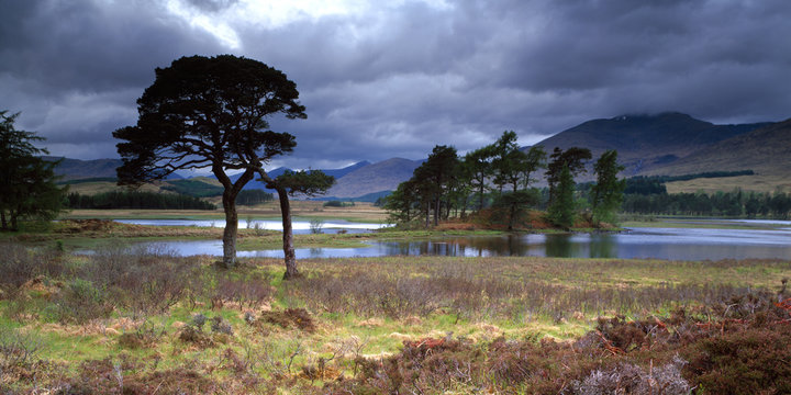 Twisted Scots Pines Loch Tulla, Bridge of Orchy, Scotland