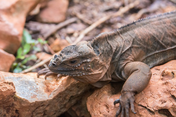 iguana, Samana, Santo Domingo