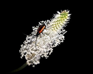 Checkered beetle on a white flower