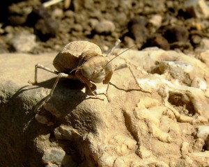 Desert mantis isolated, Jordan