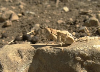 Desert mantis macro, Jordan