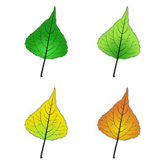 color variations vector illustration of a poplar leaf