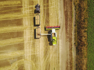 Harvester loading trailer with wheat. Aerial shot of farmers working on the wheat field with machinery.