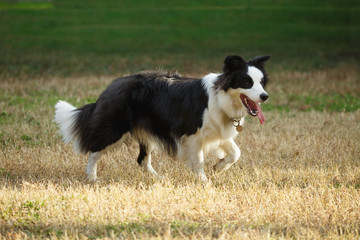 A Border collie on the lawn